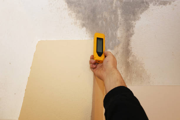 Best Commercial Mold Inspection  in Cape May, NJ