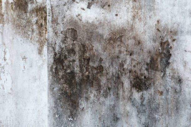 Best Residential Mold Inspection & Testing  in Cape May, NJ