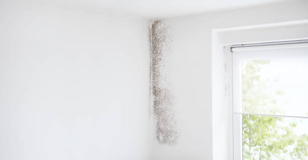 Forensic Mold Investigation in Cape May, NJ