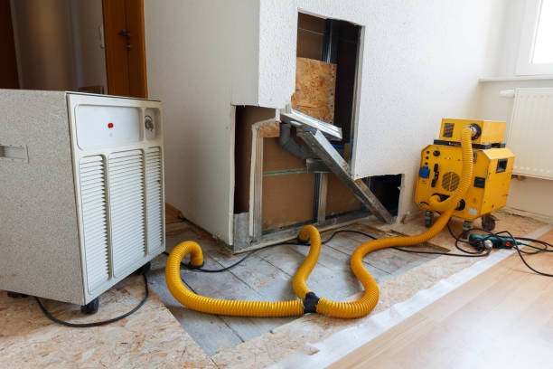 Best Basement Mold Removal  in Cape May, NJ