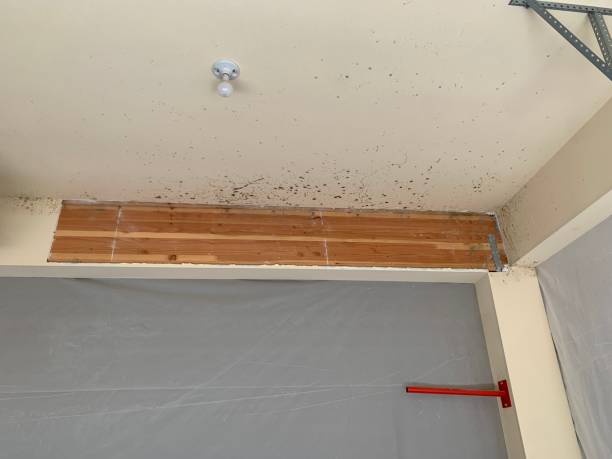 Trusted Cape May, NJ Mold Removal Experts