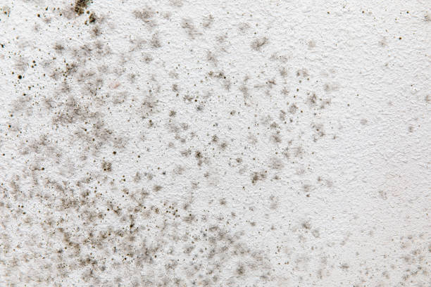 Best Industrial Mold Remediation  in Cape May, NJ