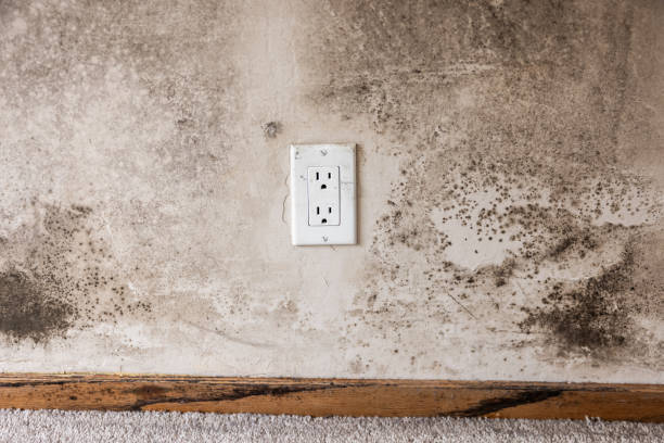 Best Emergency Mold Remediation  in Cape May, NJ