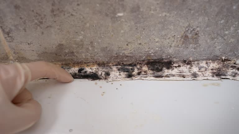 Best Black Mold Removal  in Cape May, NJ